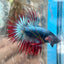 Betta Male Crowntail Blue Red Mascot A88