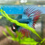 Betta Male Crowntail Blue Red Mascot A88