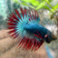 Betta Male Crowntail Blue Red Mascot A88