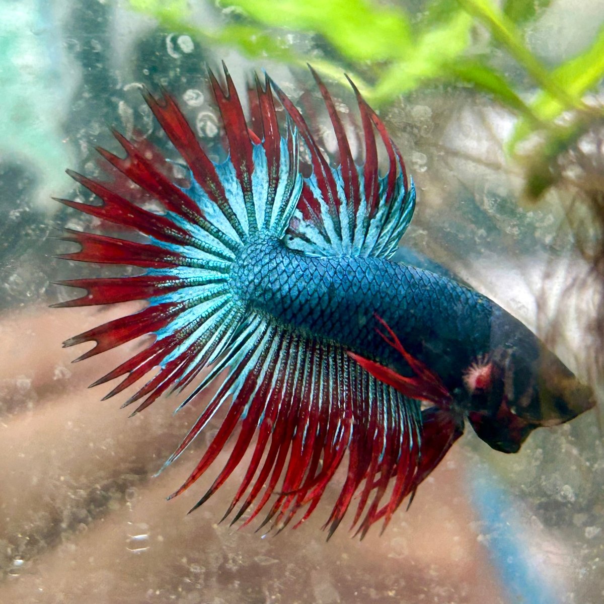 Betta Male Crowntail Blue Red Mascot A88