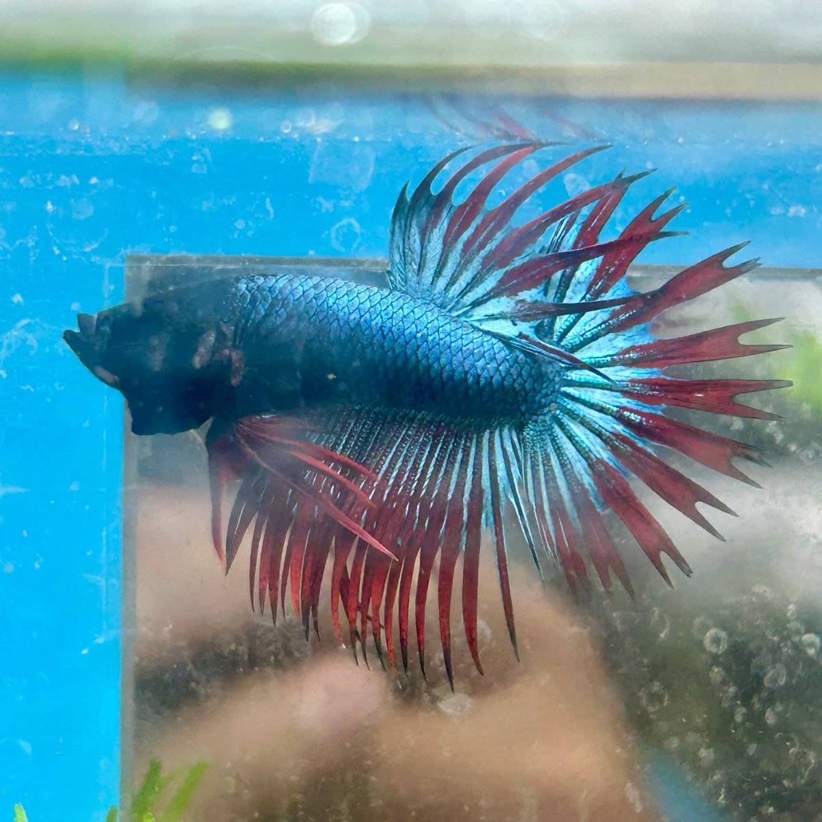 Betta Male Crowntail Blue Red Mascot A88