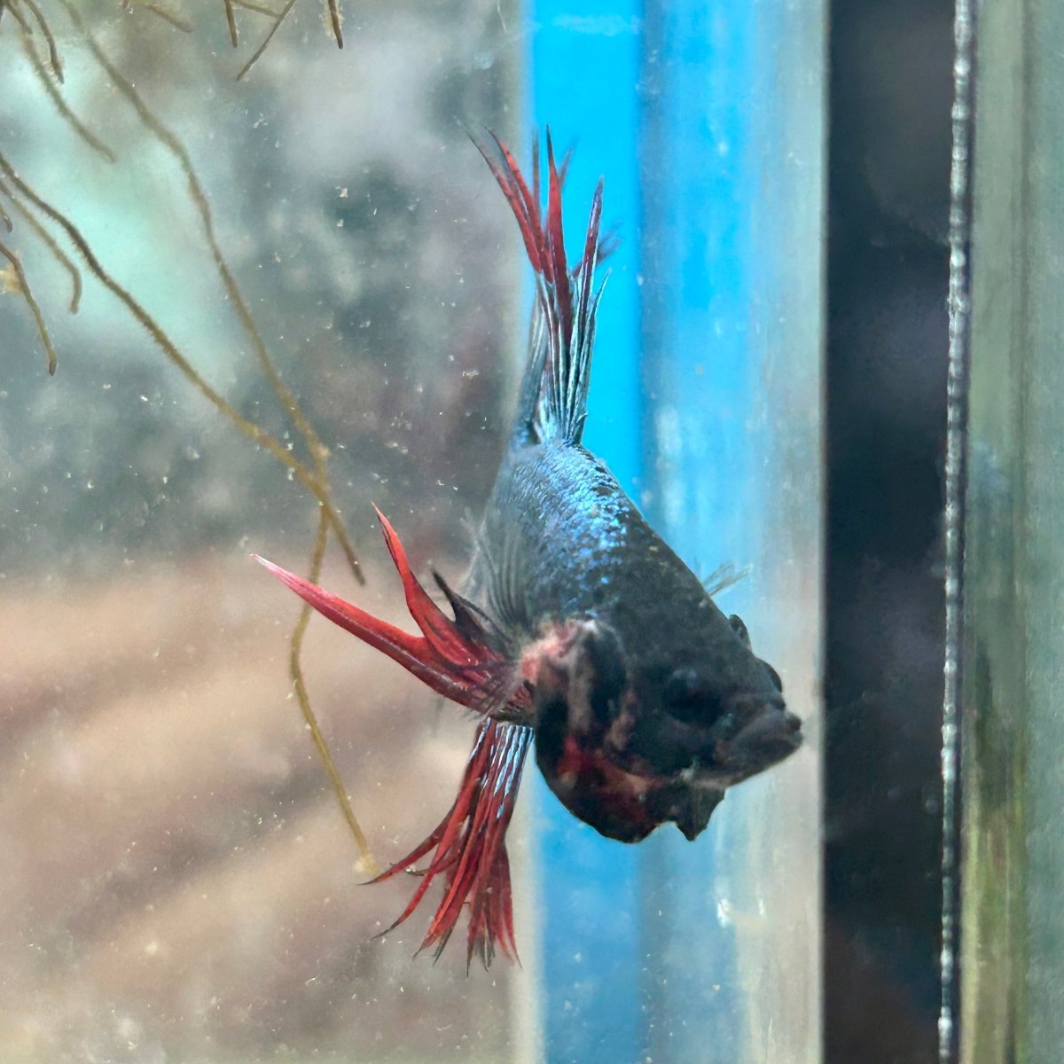 Betta Male Crowntail Blue Red Mascot A88