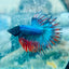 Betta Male Crowntail Blue Red Mascot Blackhead 167
