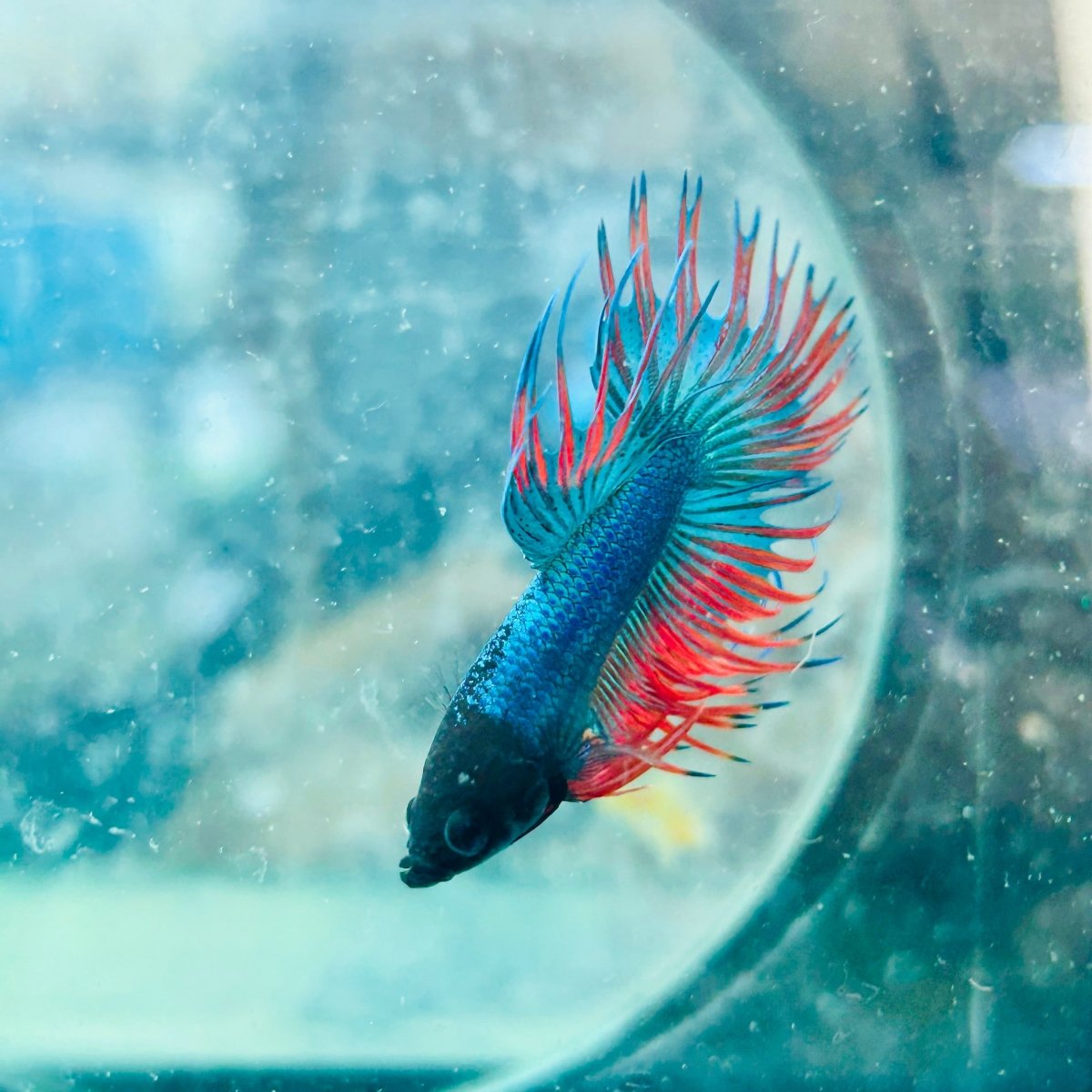 Betta Male Crowntail Blue Red Mascot Blackhead 167