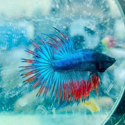 Betta Male Crowntail Blue Red Mascot Blackhead 167