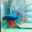 Betta Male Crowntail Blue Red Mascot Blackhead 167