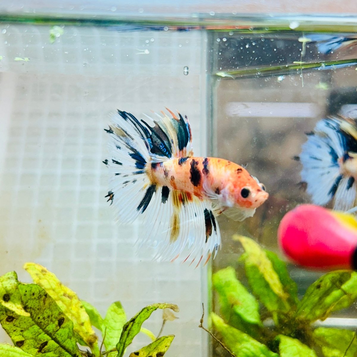 Betta Male Crowntail Candy Koi #087