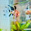 Betta Male Crowntail Candy Koi 087 Male betta