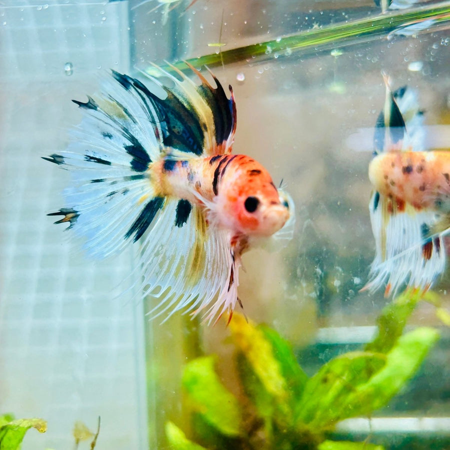 Betta Male Crowntail Candy Koi 087 Male betta