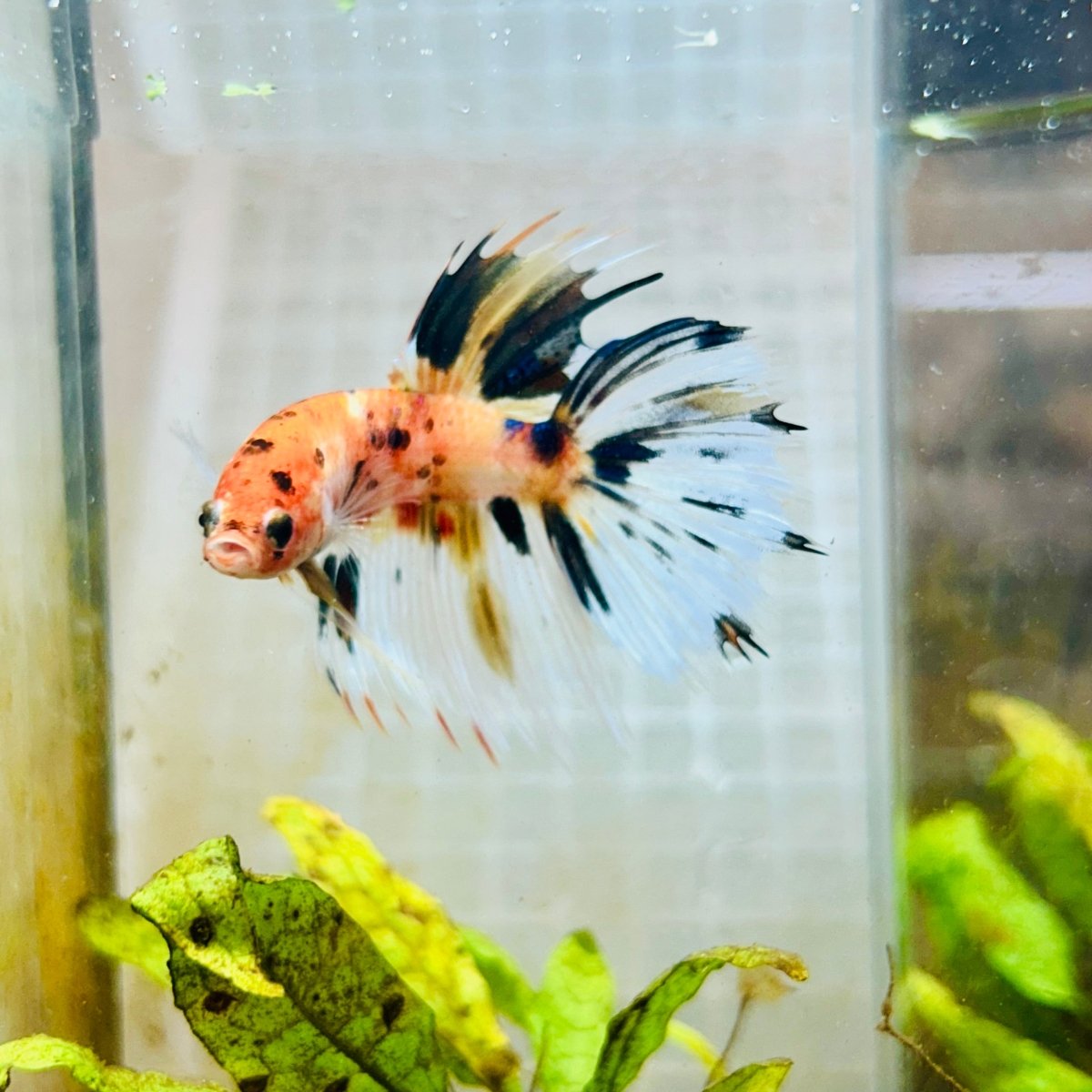 Betta Male Crowntail Candy Koi #087