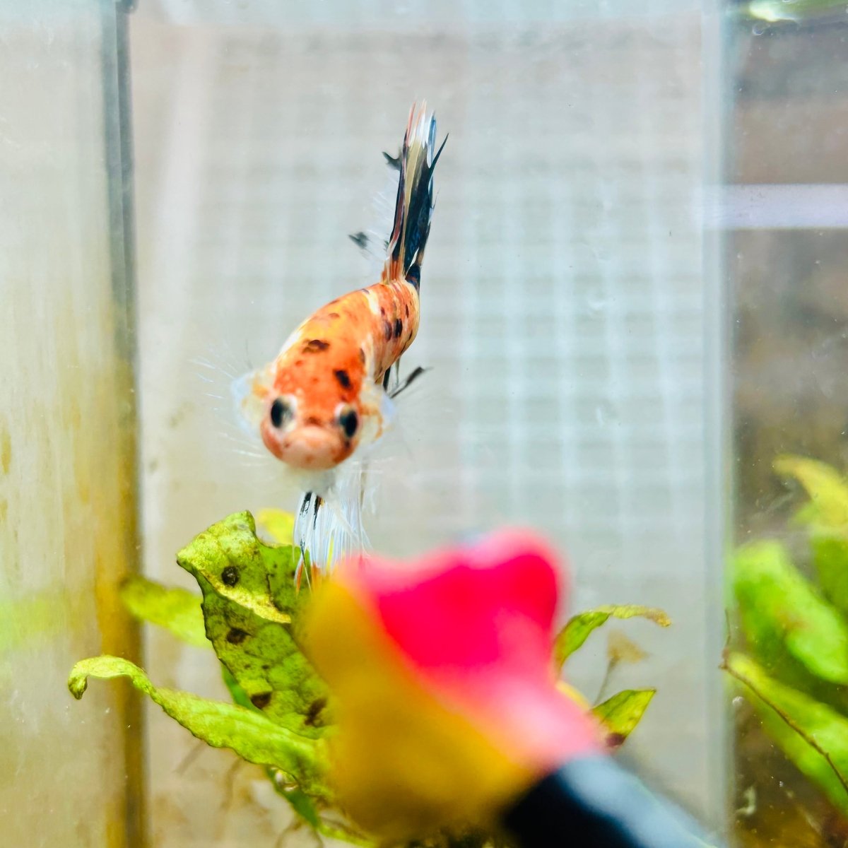 Betta Male Crowntail Candy Koi #087