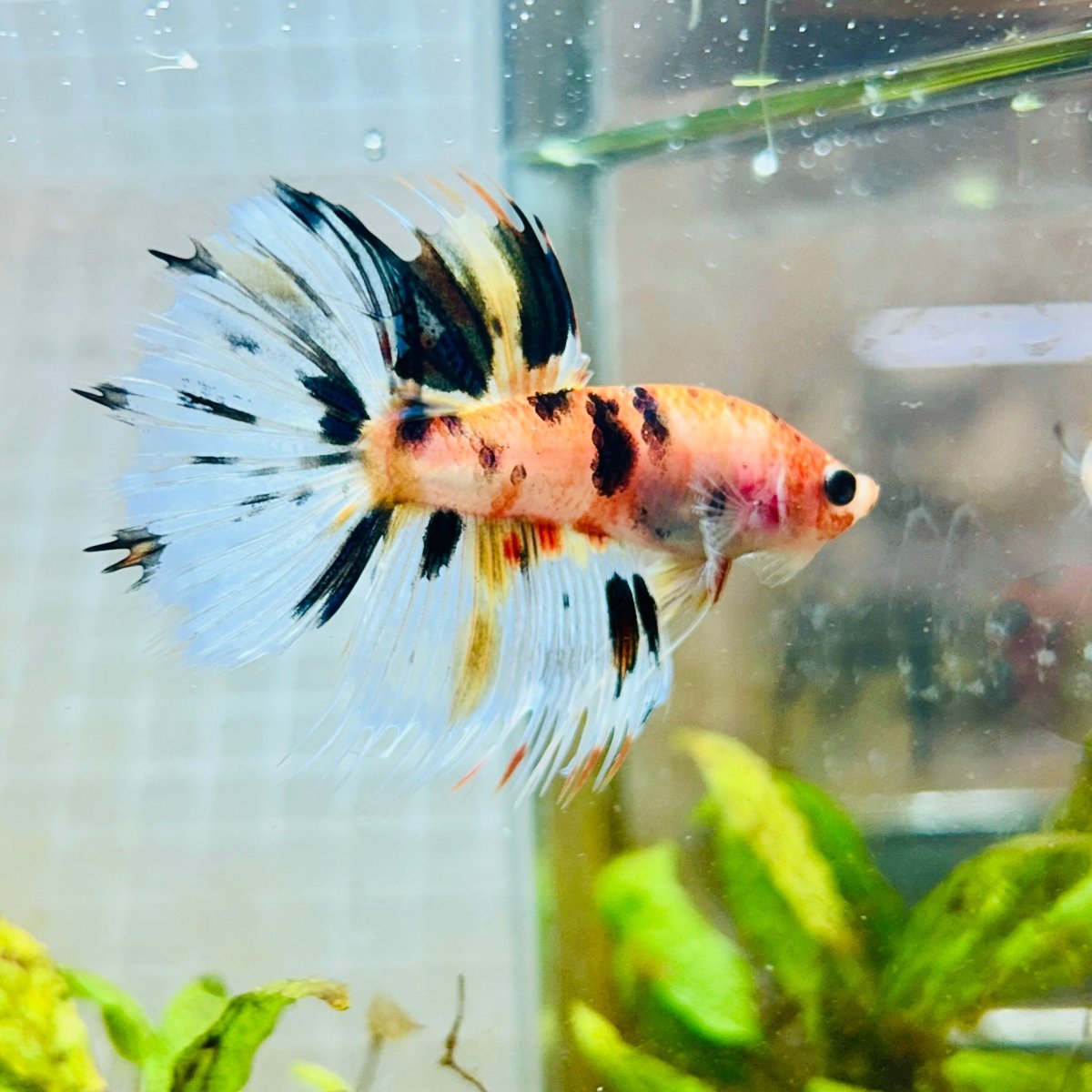 Betta Male Crowntail Candy Koi #087