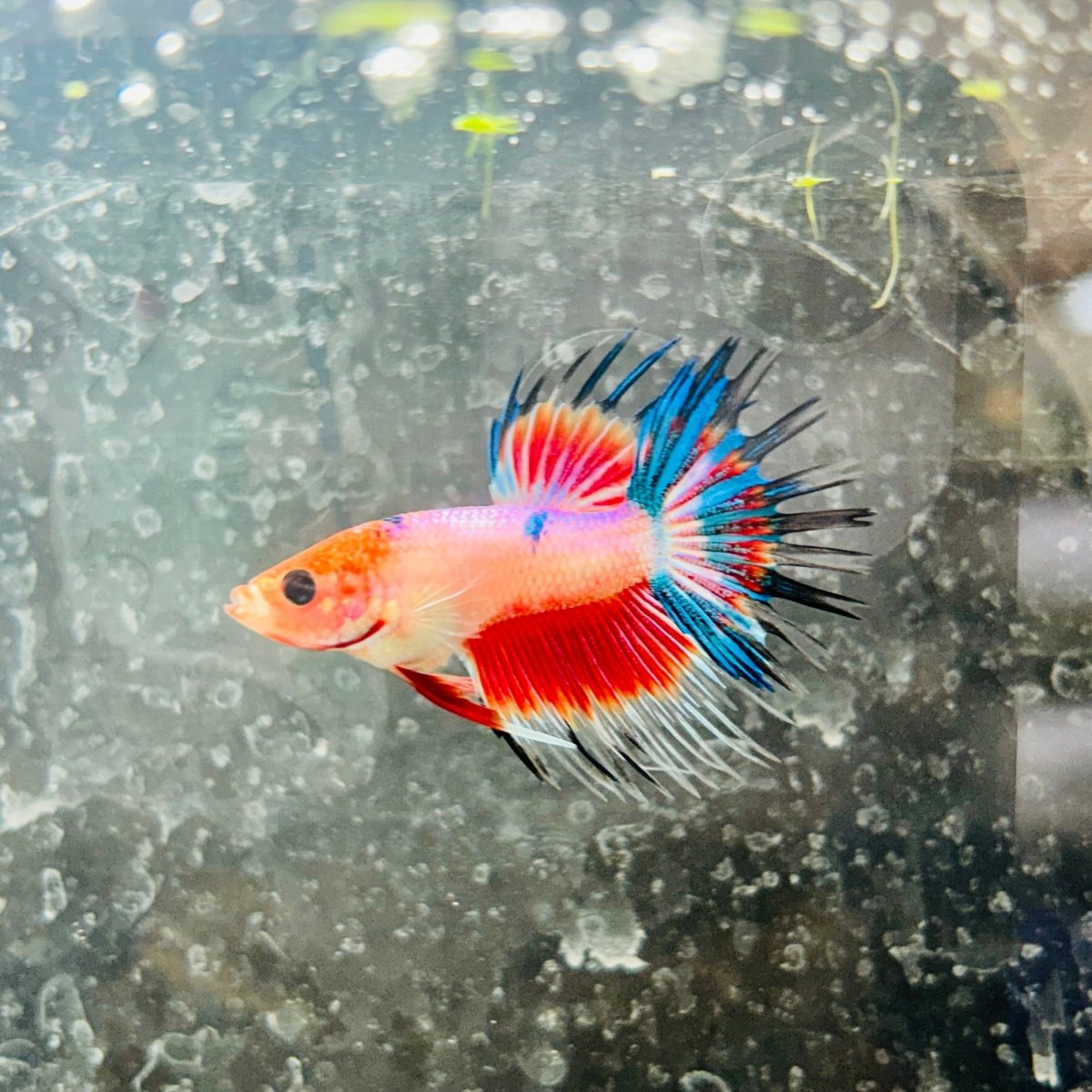 Betta Male Crowntail Koi 050
