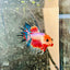 Betta Male Crowntail Koi 050