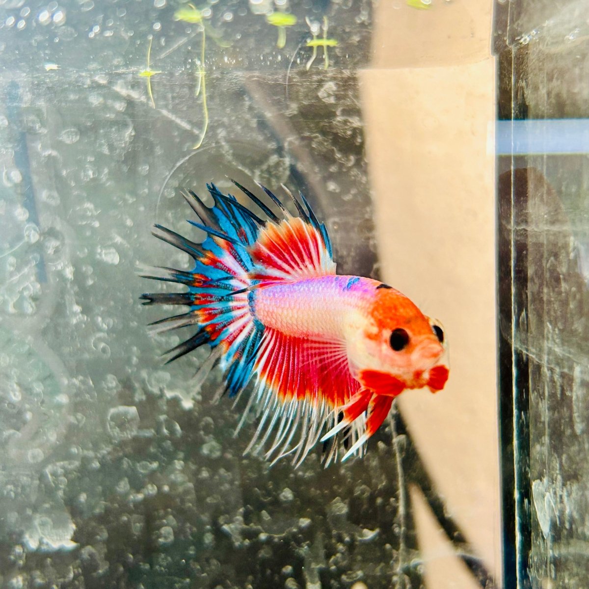 Betta Male Crowntail Koi 050