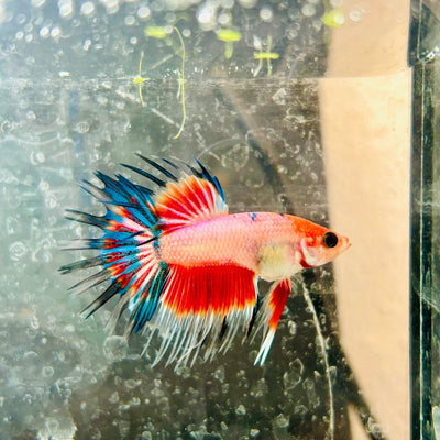 Betta Male Crowntail Koi 050