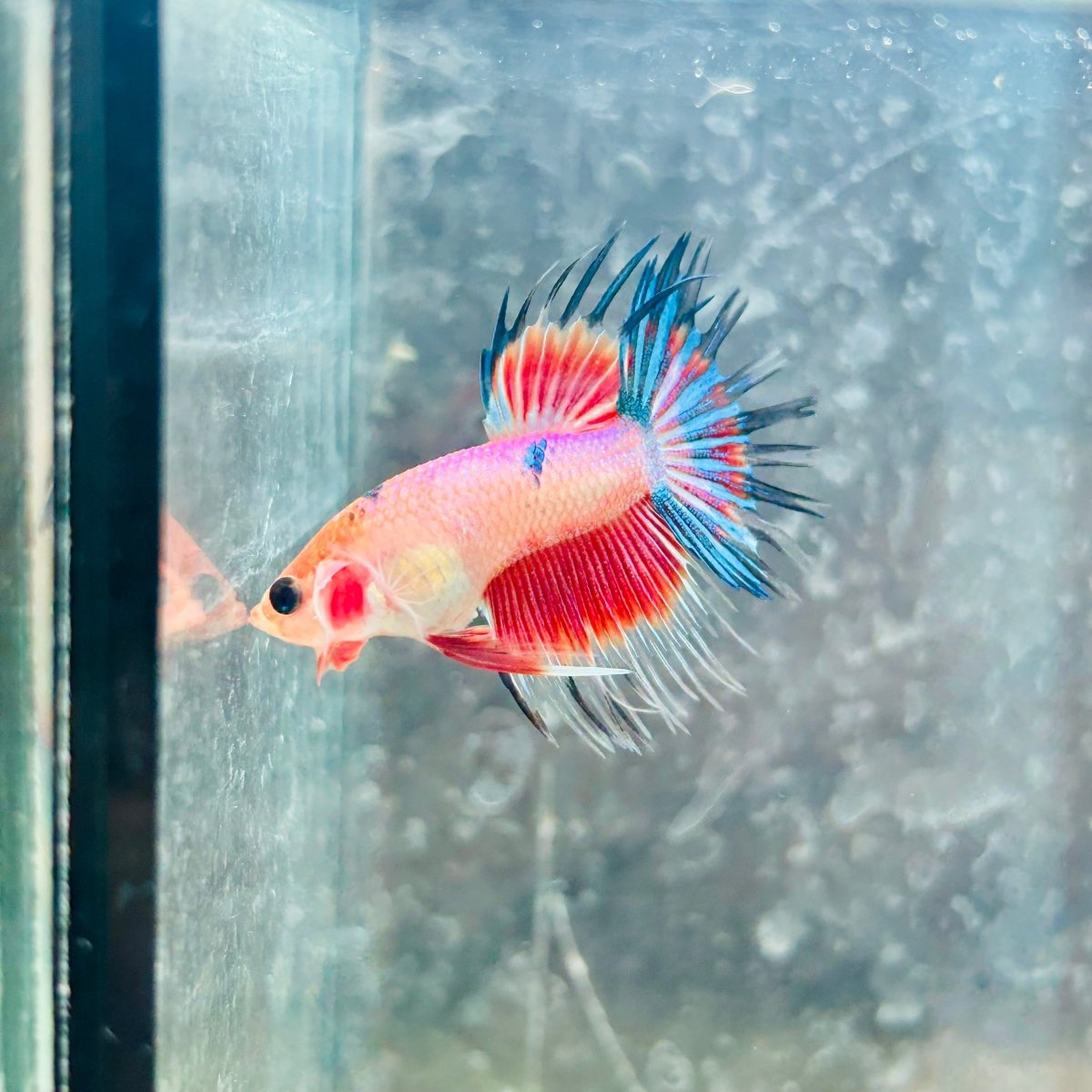 Betta Male Crowntail Koi 050