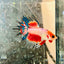 Betta Male Crowntail Koi 050