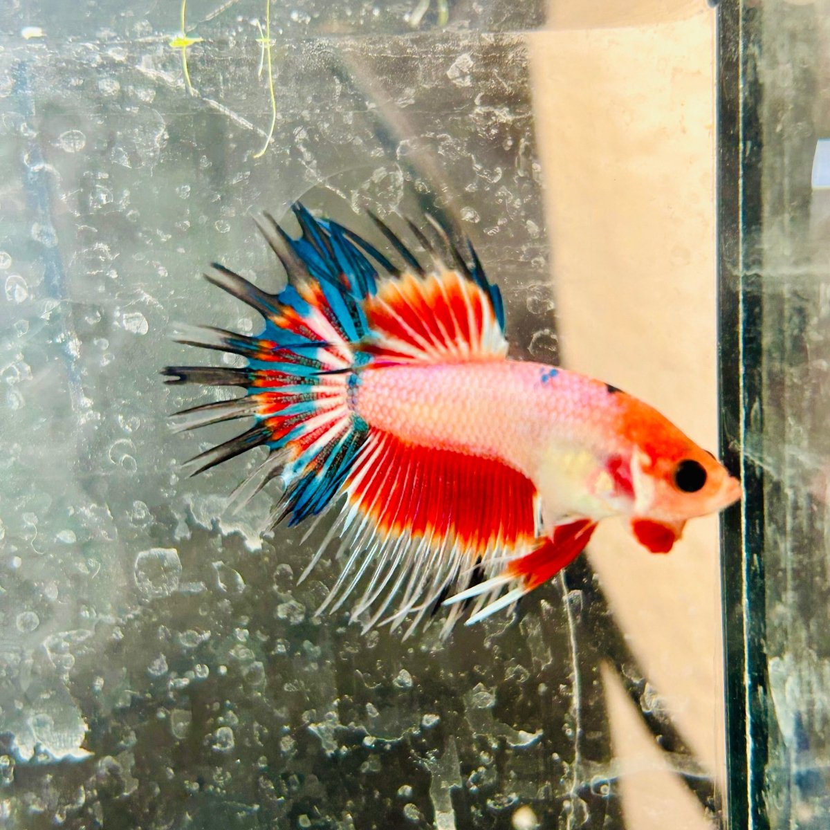 Betta Male Crowntail Koi 050