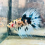 Betta Male Crowntail Koi 066 Male betta