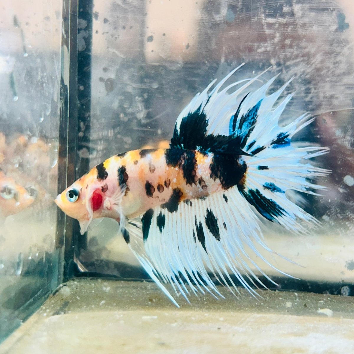 Betta Male Crowntail Koi 066 Male betta
