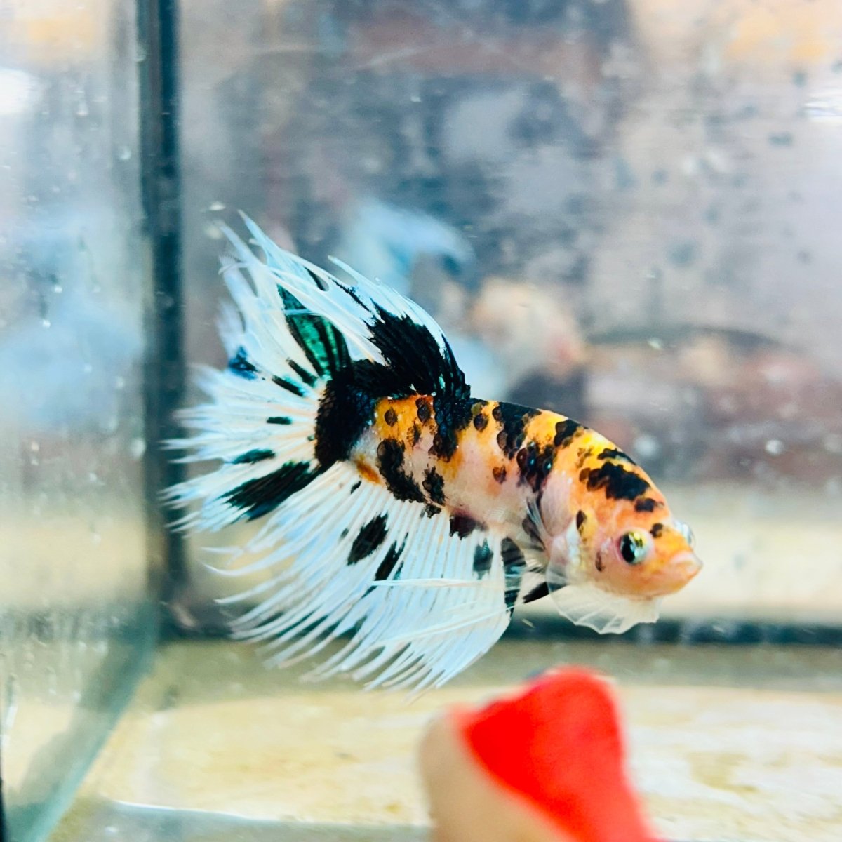 Betta Male Crowntail Koi 066 Male betta