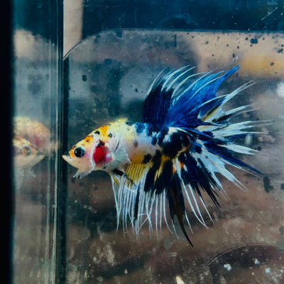 Betta Male Crowntail Koi 066 Male betta
