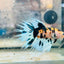 Betta Male Crowntail Koi 066 Male betta
