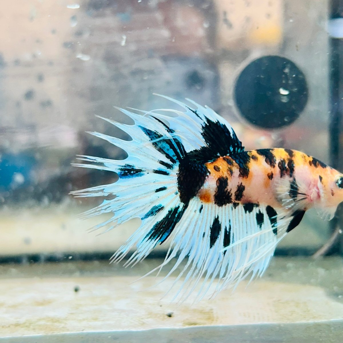 Betta Male Crowntail Koi 066 Male betta