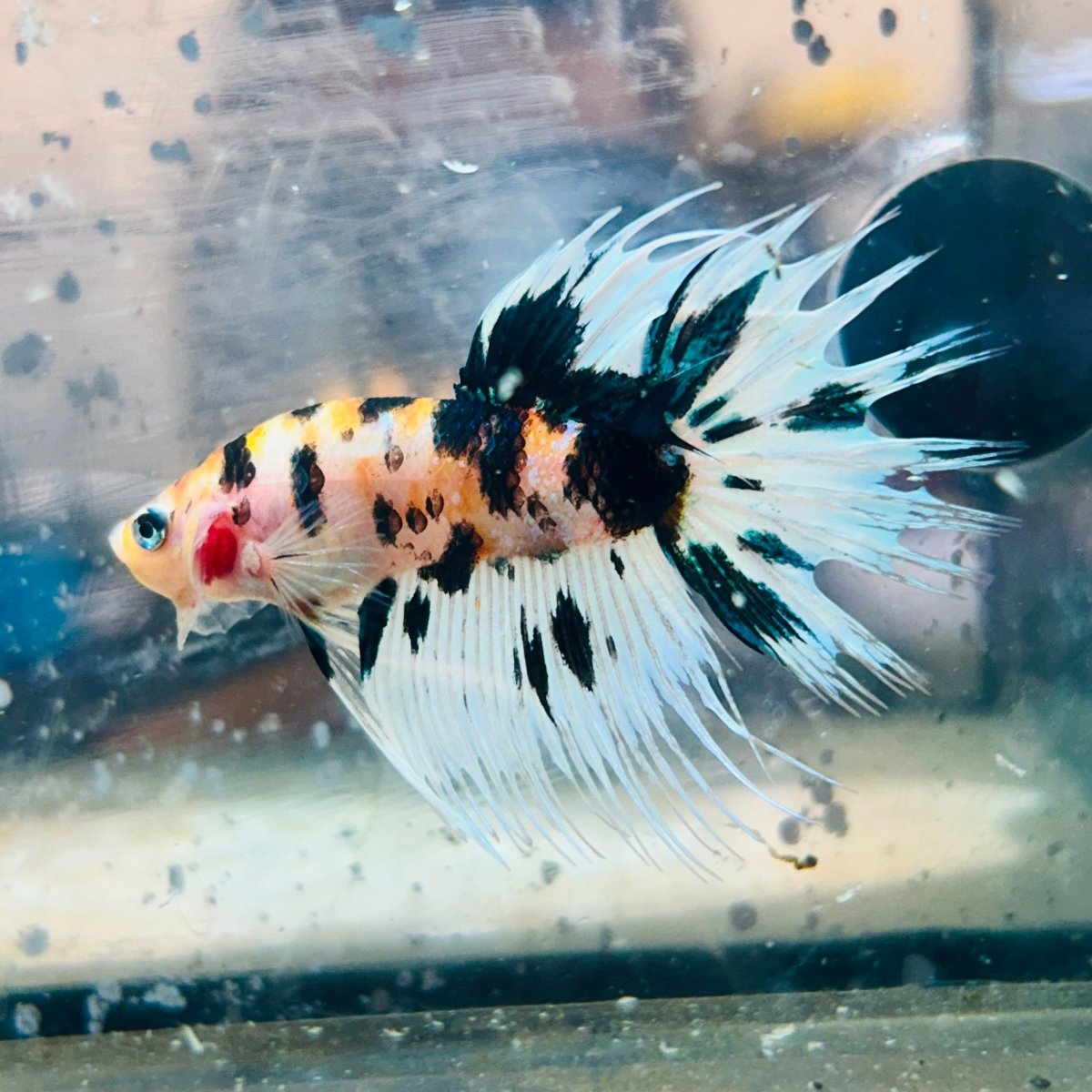 Betta Male Crowntail Koi 066 Male betta