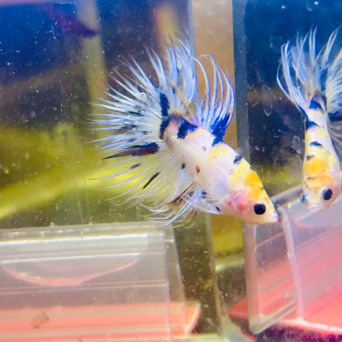 Betta Male Crowntail Koi #072