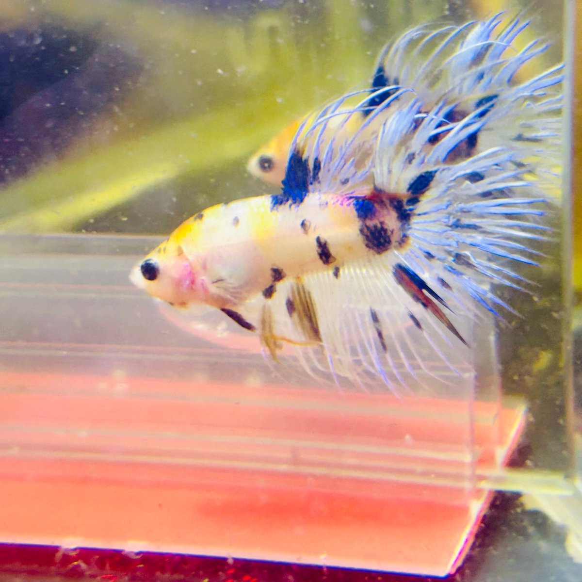 Betta Male Crowntail Koi #072