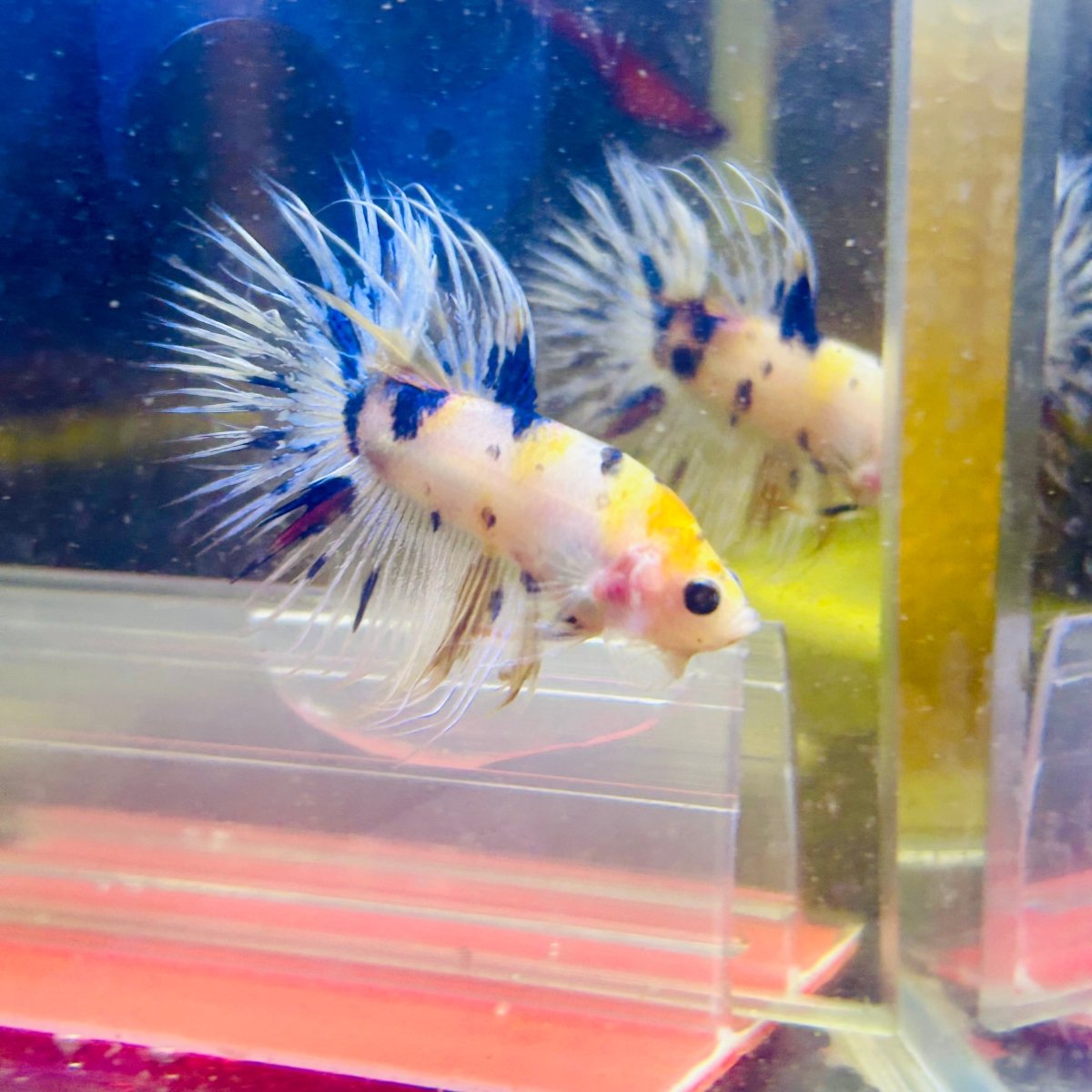 Betta Male Crowntail Koi #072