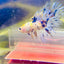 Betta Male Crowntail Koi 072 Male betta
