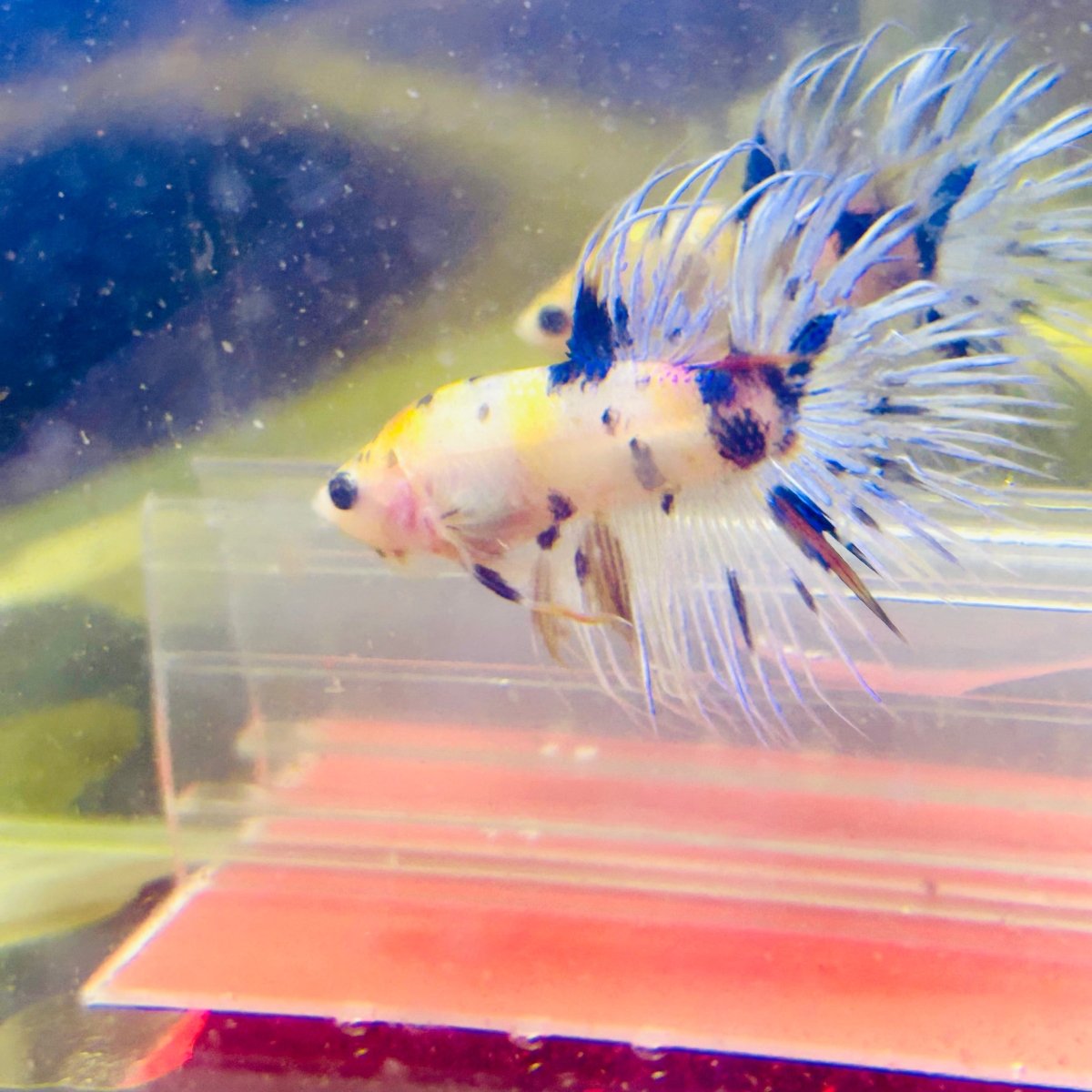 Betta Male Crowntail Koi 072 Male betta