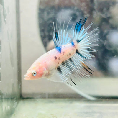 Betta Male Crowntail Koi 181