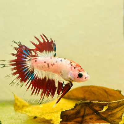 Betta Male Crowntail Koi 193