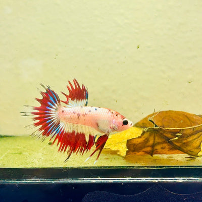 Betta Male Crowntail Koi 193