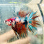 Betta Male Crowntail Metallic Koi 116