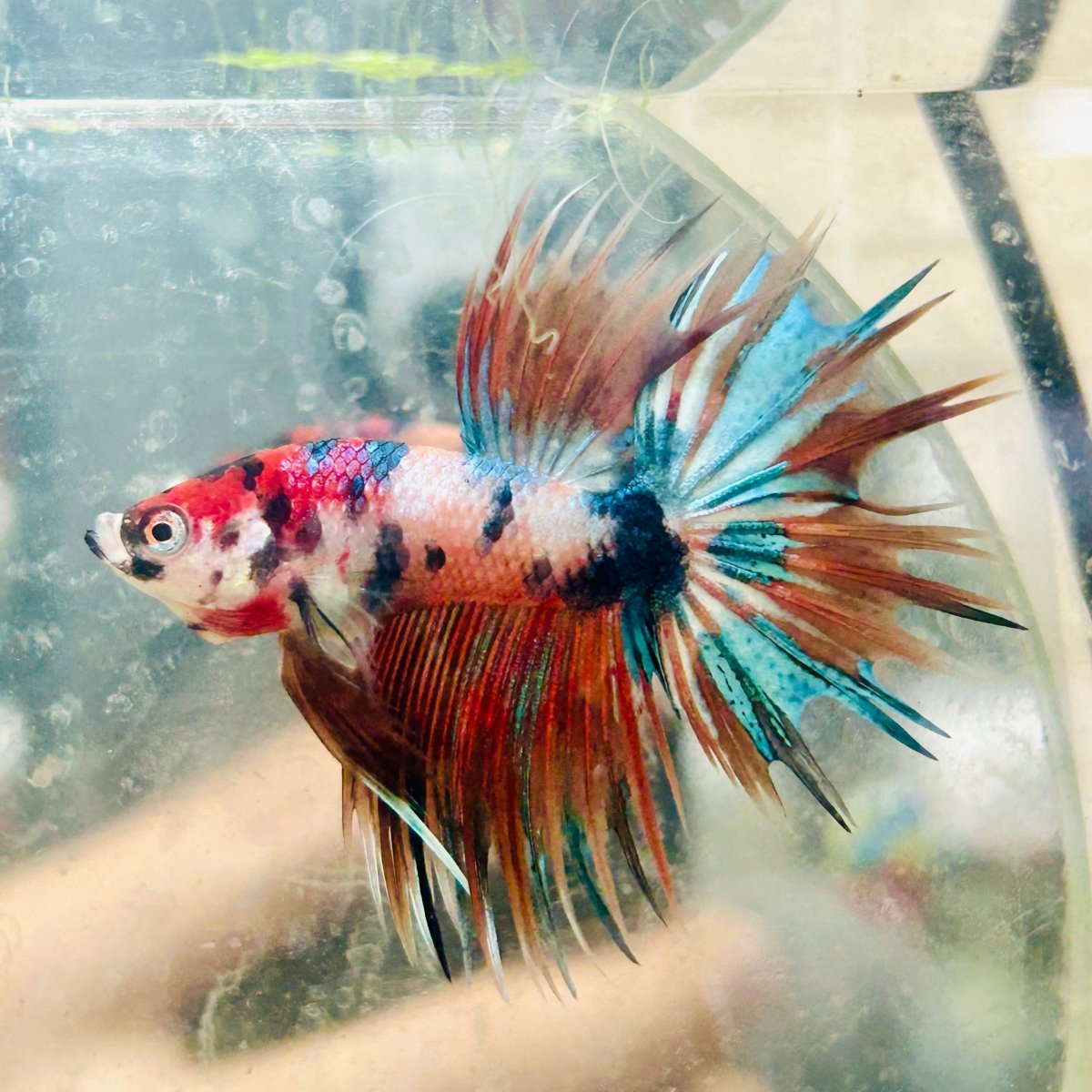 Betta Male Crowntail Metallic Koi 116