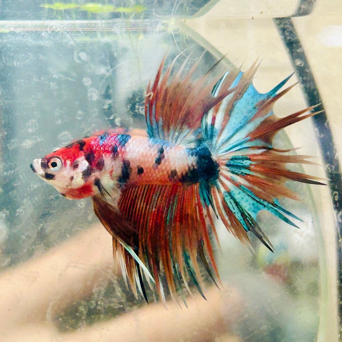Betta Male Crowntail Metallic Koi 116