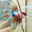 Betta Male Crowntail Metallic Koi 116