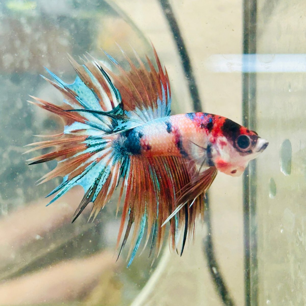 Betta Male Crowntail Metallic Koi 116