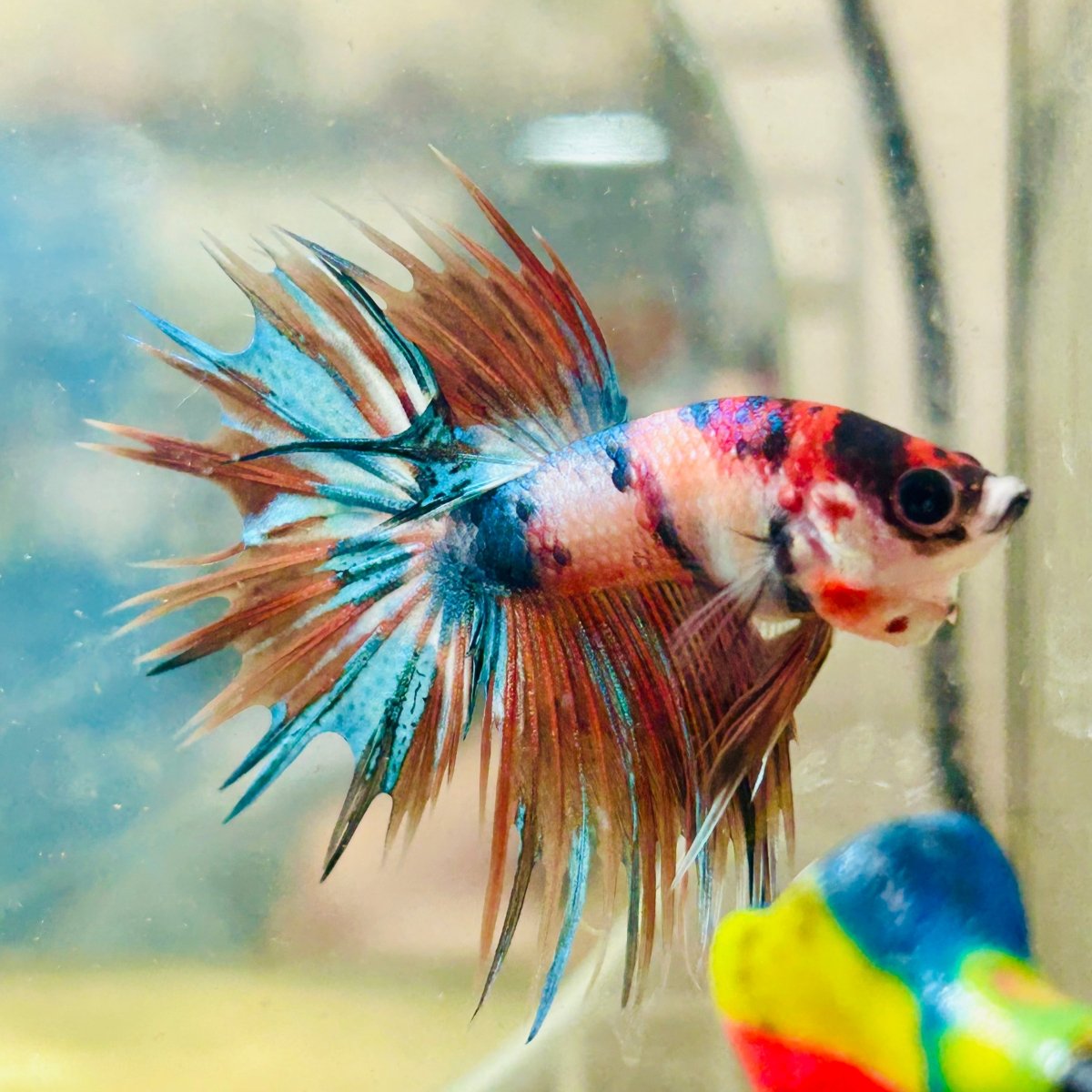 Betta Male Crowntail Metallic Koi 116