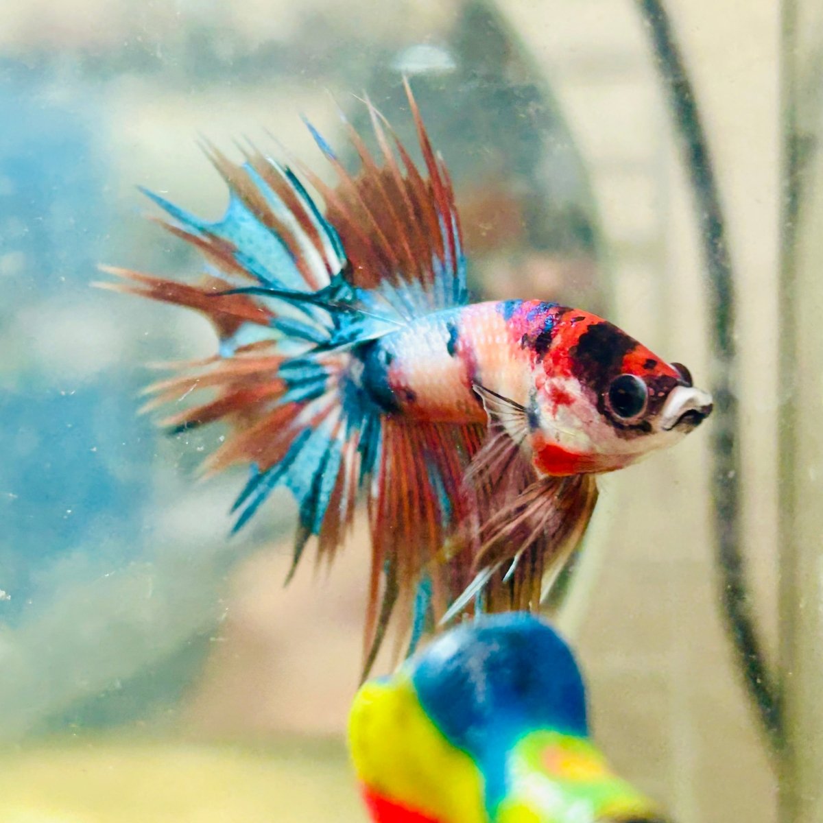 Betta Male Crowntail Metallic Koi 116