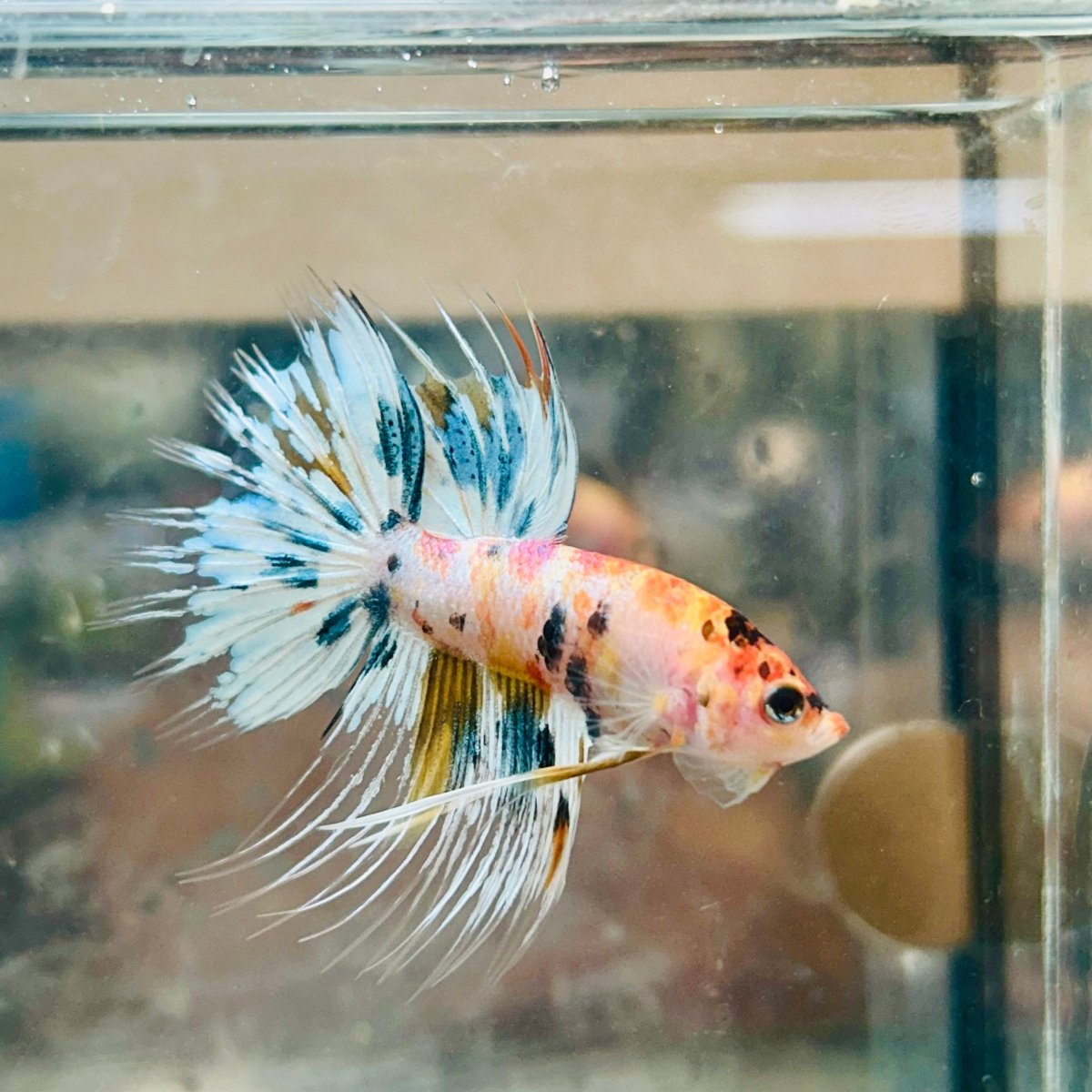 Betta Male Crowntail Metallic Koi #145