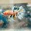 Betta Male Crowntail Metallic Koi 145 Male betta
