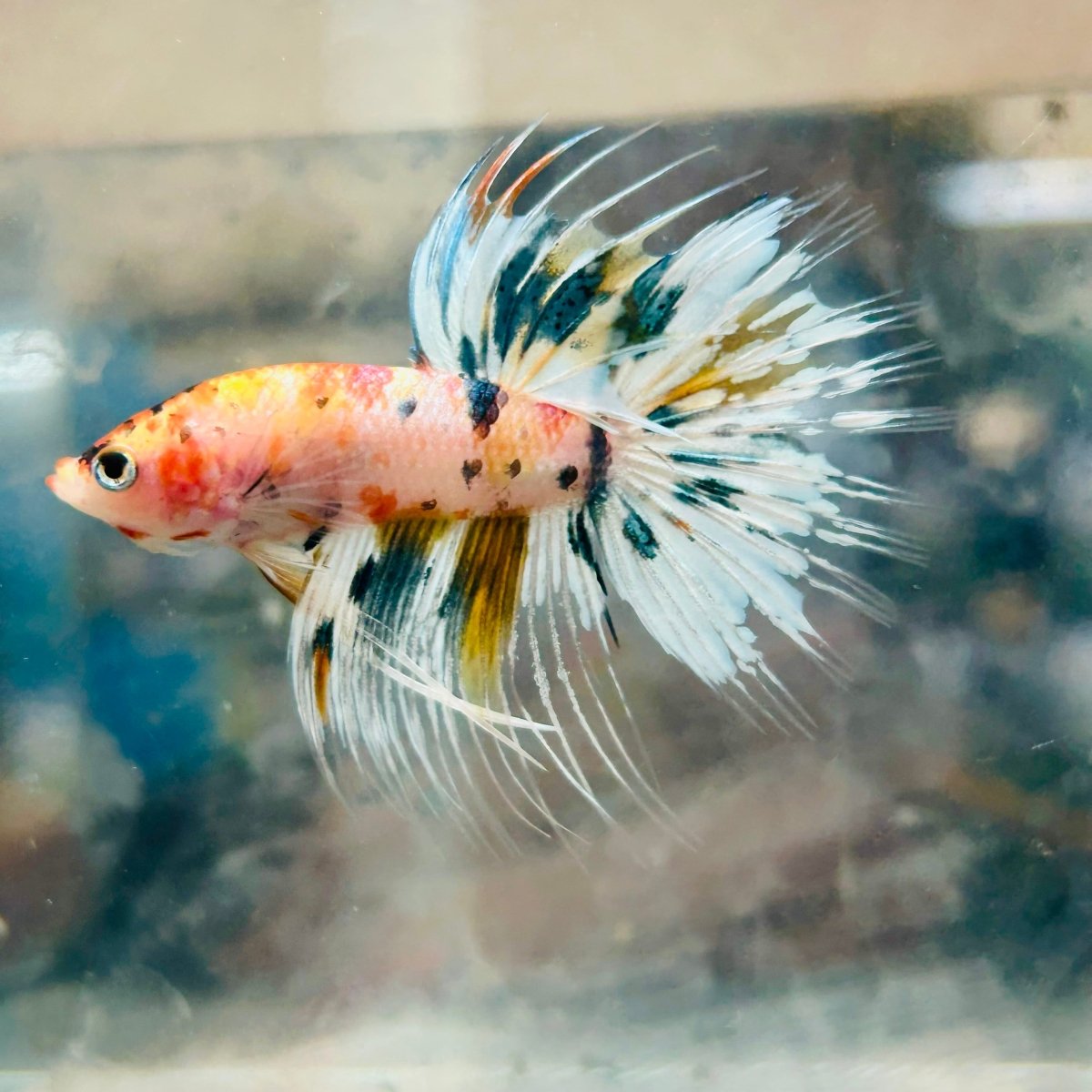 Betta Male Crowntail Metallic Koi #145