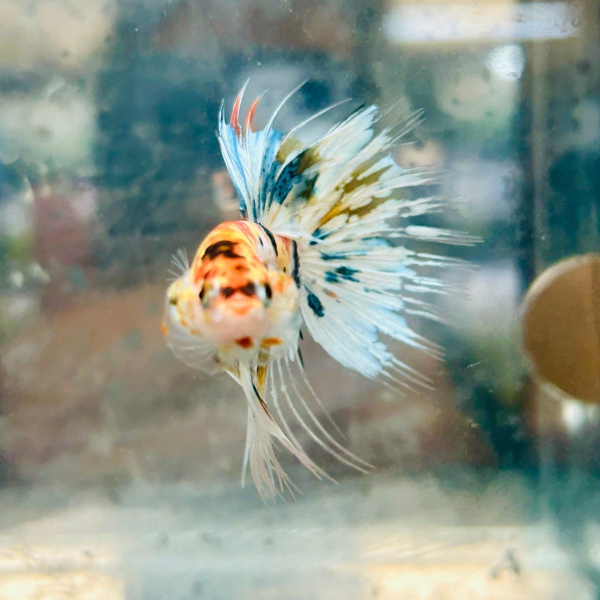 Betta Male Crowntail Metallic Koi #145