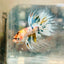 Betta Male Crowntail Metallic Koi 145 Male betta